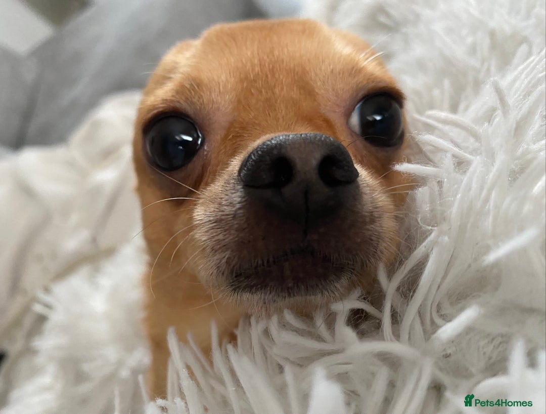 Chihuahua dogs for sale: Tiny Fawn Male Chihuahua  - Advert 5