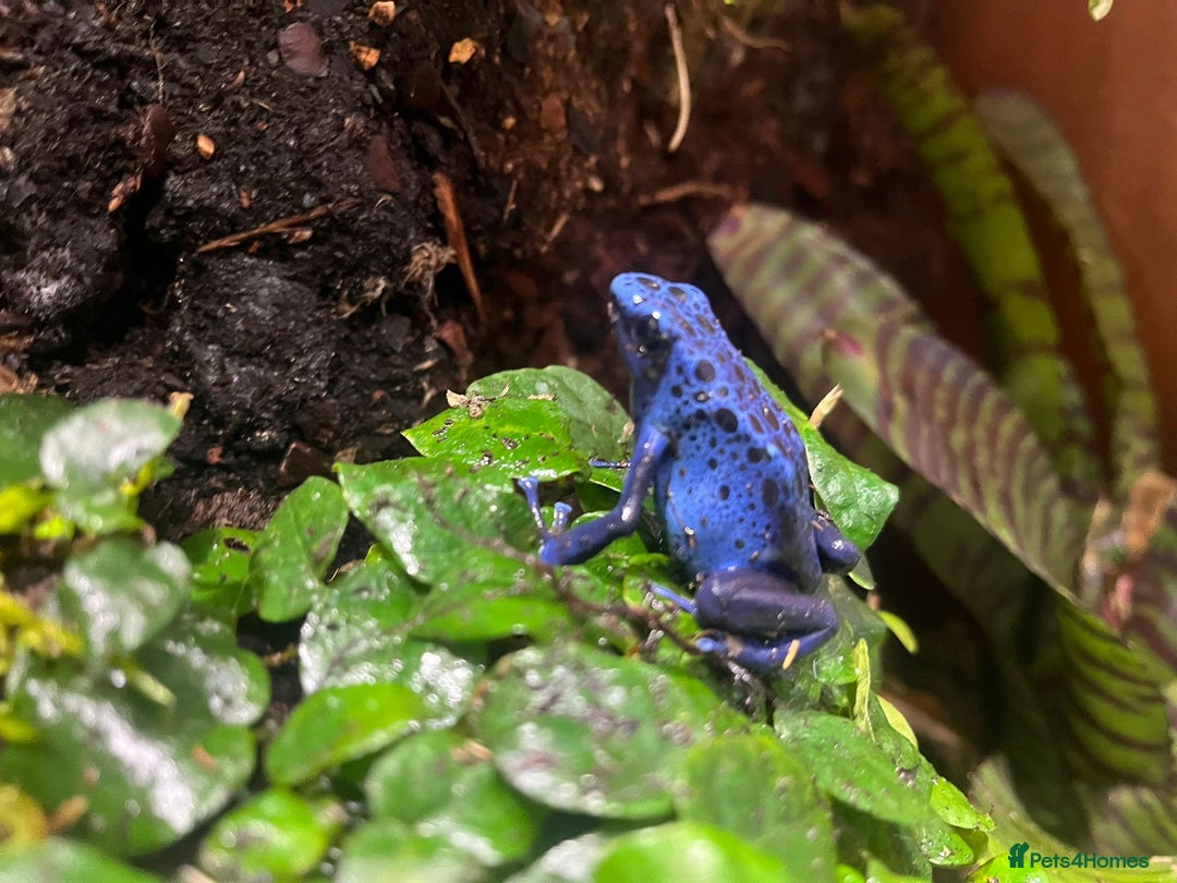 Frog reptiles for sale: Bioactive Dart Frog Vivarium – Azure Tinctorius - Advert 3