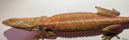 Bearded Dragon reptiles for sale: Stunning baby bearded dragons  - Advert 3