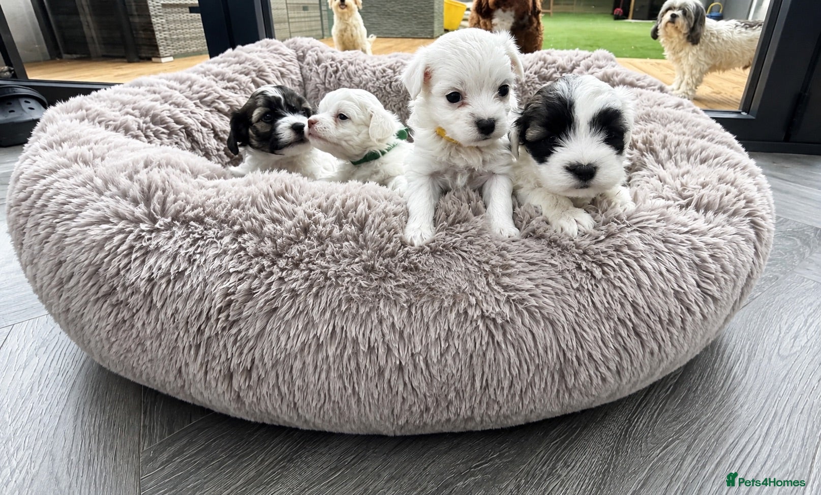Maltipoo dogs 🐾✨ ADORABLE MALTIPOO PUPPIES 🐾✨ - Advert 1