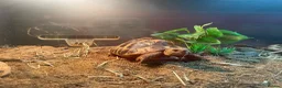 Tortoise reptiles for sale: Tortoises  - Advert 4