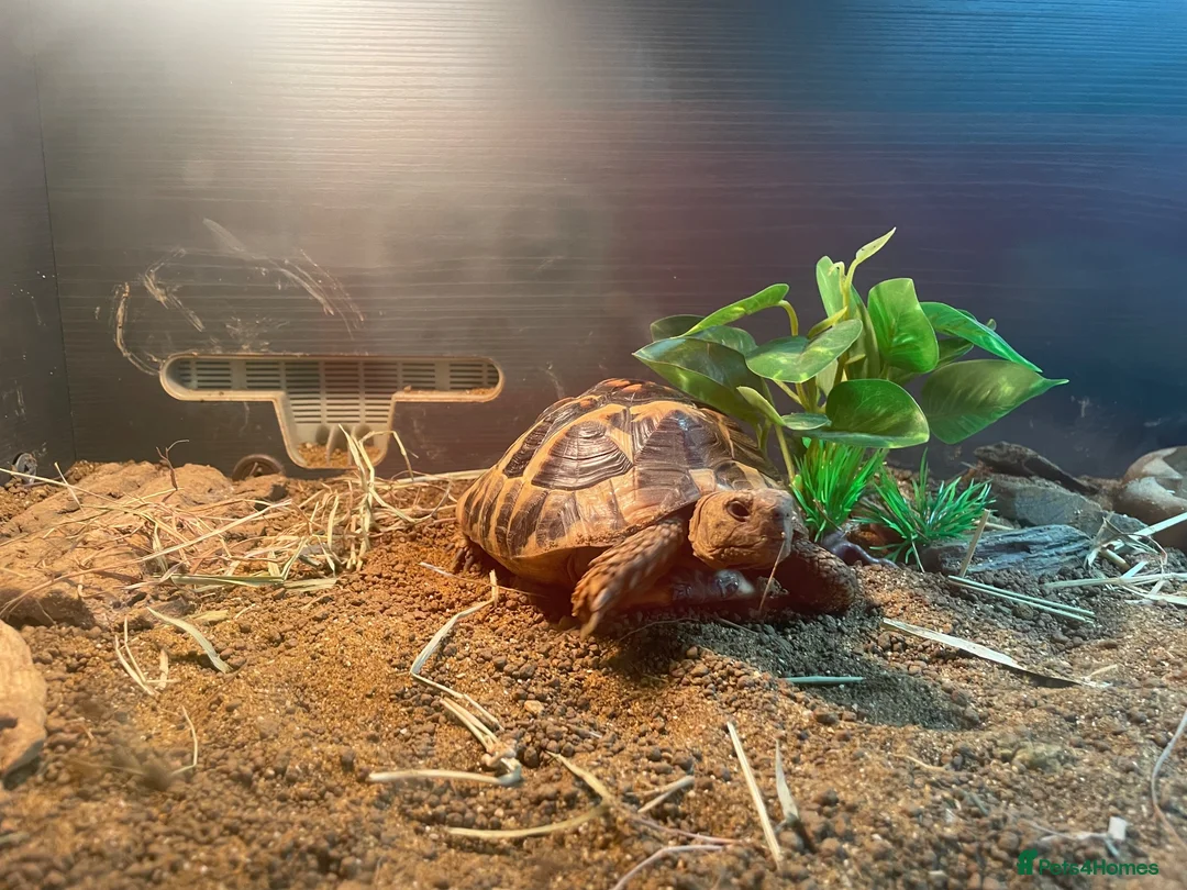 Tortoise reptiles for sale: Tortoises  - Advert 4