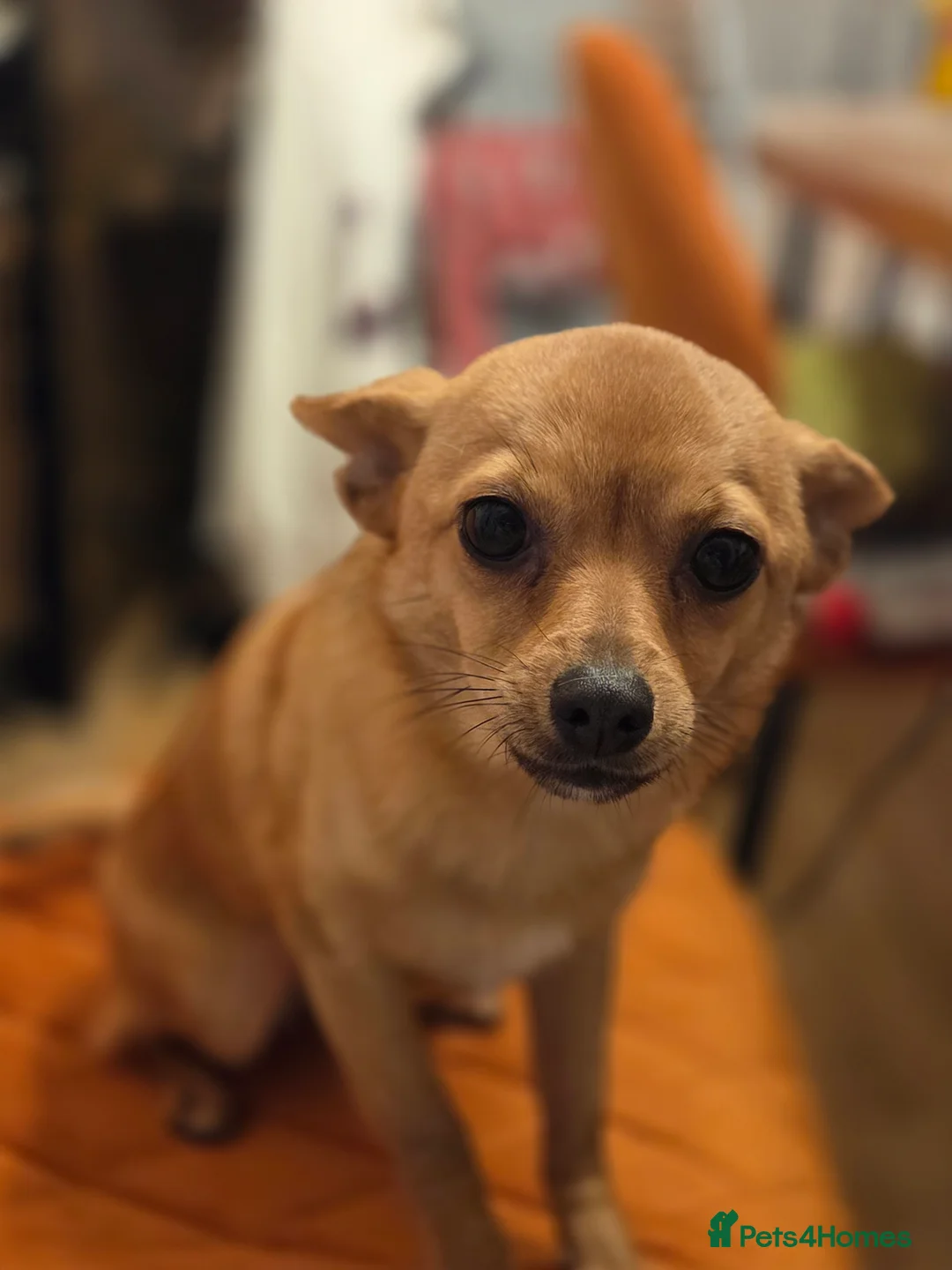 Pomchi dogs for sale: Beautiful poaching girl needing her forever home  - Advert 6