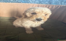 Mixed Breed dogs for sale: minature goldendoodles  - Image 2
