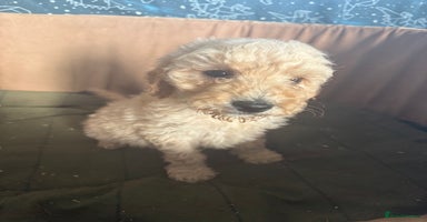 Mixed Breed dogs - Advert 5