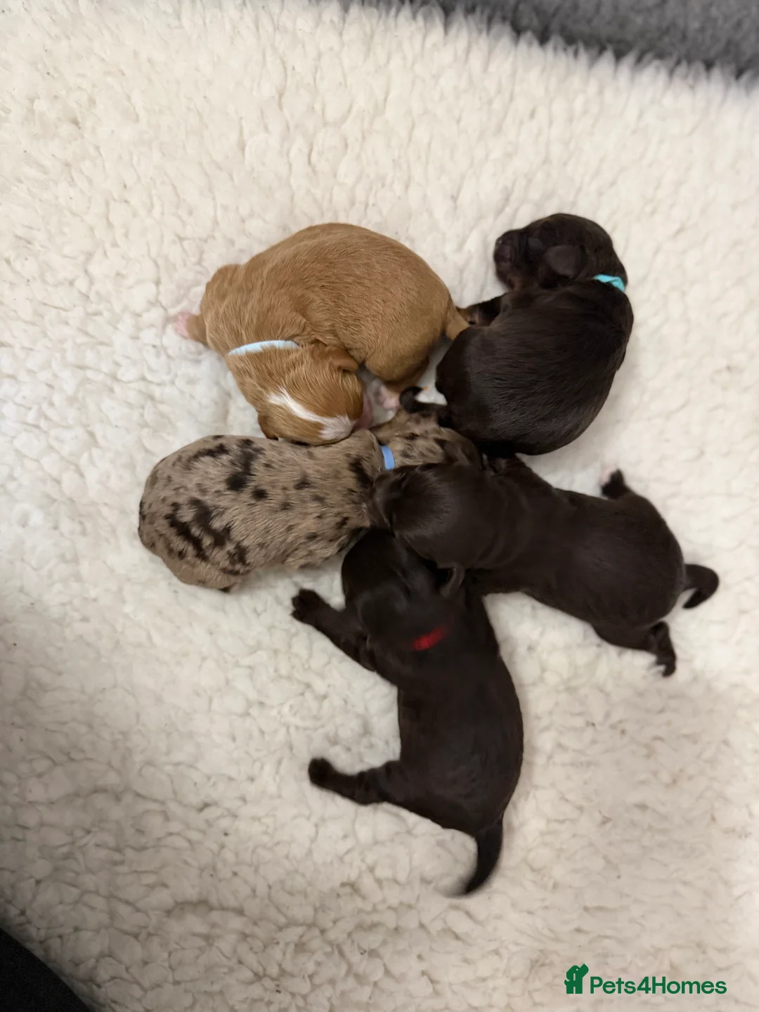 Cavapoo dogs for sale: F1 E ** tensively health tested cavapoos  - Advert 4