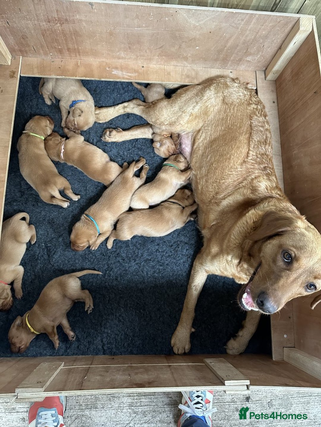 Labrador Retriever dogs for sale: Trainable Labrador Retrievers. - Image 10