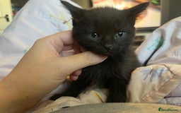 Mixed Breed cats for sale: Adorable kittens - Image 5