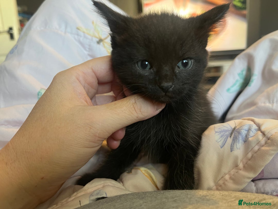 Mixed Breed cats for sale: Adorable kittens - Image 5