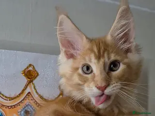 Maine Coon cats Beautiful Maine Coon boys . - Advert 14