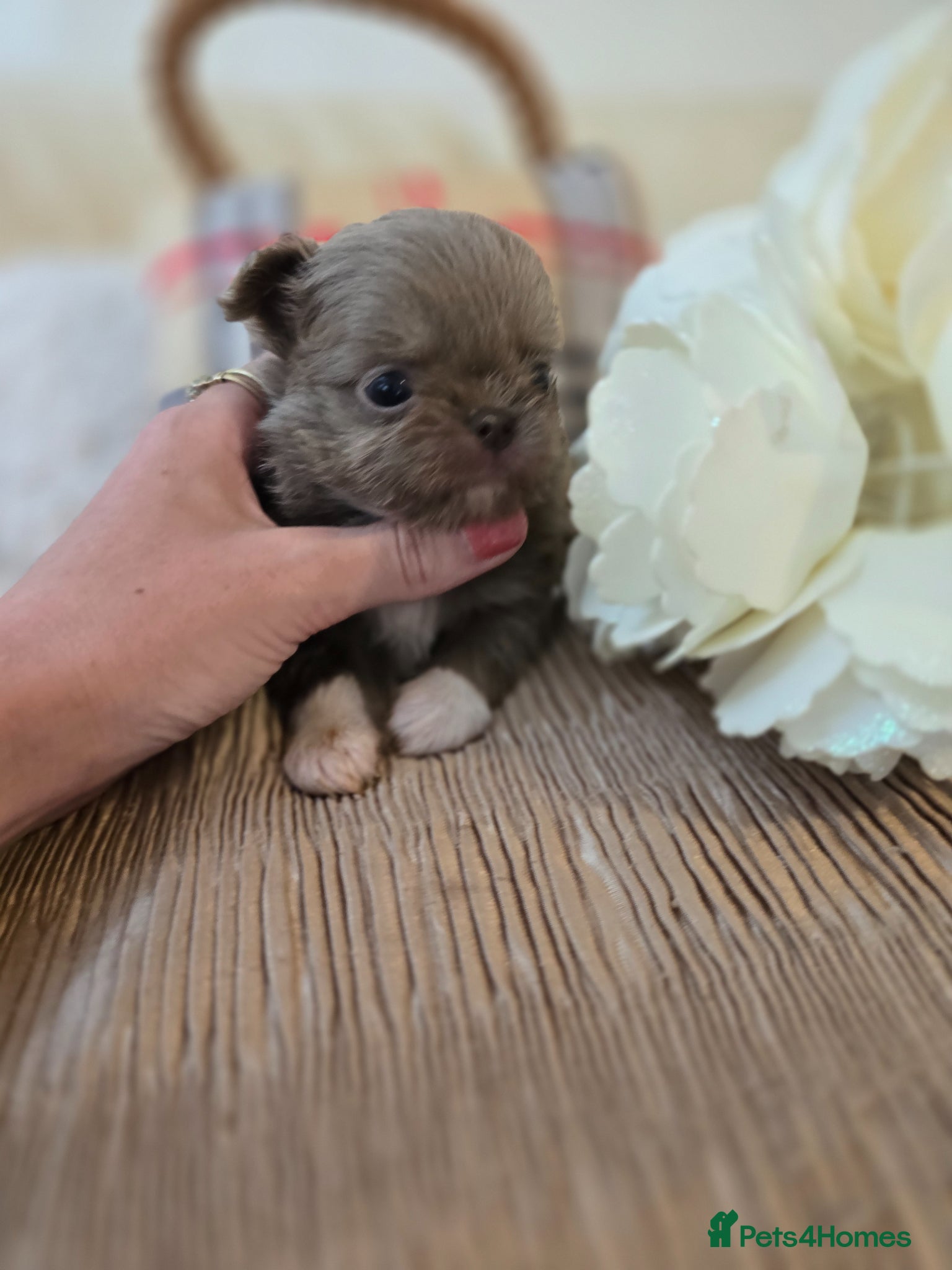 Chihuahua dogs for sale: Xx stunning kc chihuahua longcoat puppies Xx - Advert 10