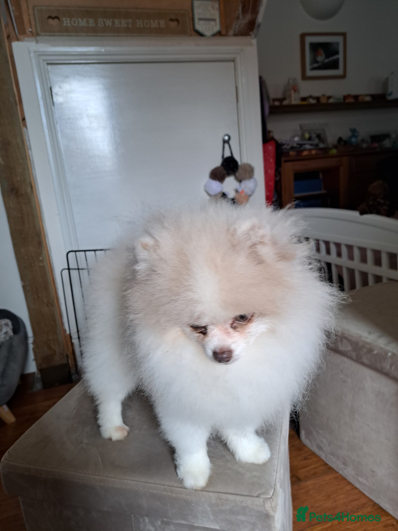 Pomeranian dogs for sale: Gorgeous Pale Lilac Merle Male in Ryde - Advert 5