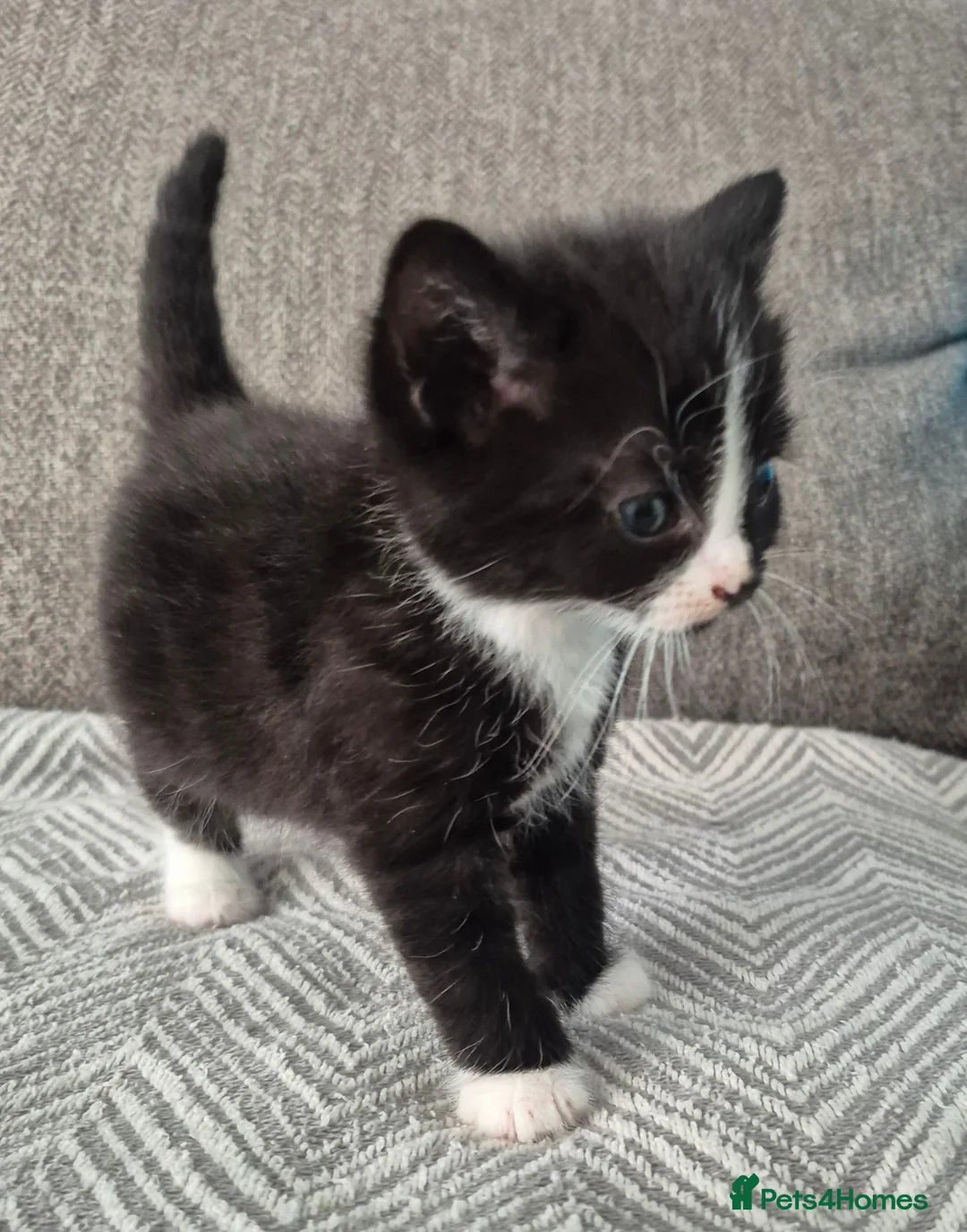 Mixed Breed cats for sale: Beautiful kittens  - Advert 2