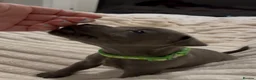 Staffordshire Bull Terrier dogs for sale: Blue✨CHAMPION✨ Staffordshire Bull Terrier Puppy’s  - Advert 33