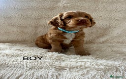 Cocker Spaniel dogs for sale: KC REG Outstanding pedigree Working Cocker Spaniel - Image 4