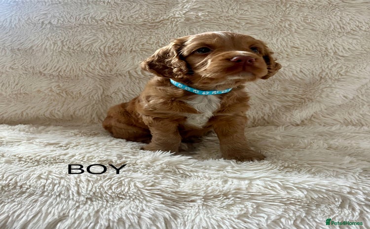 Cocker Spaniel dogs - Advert 9