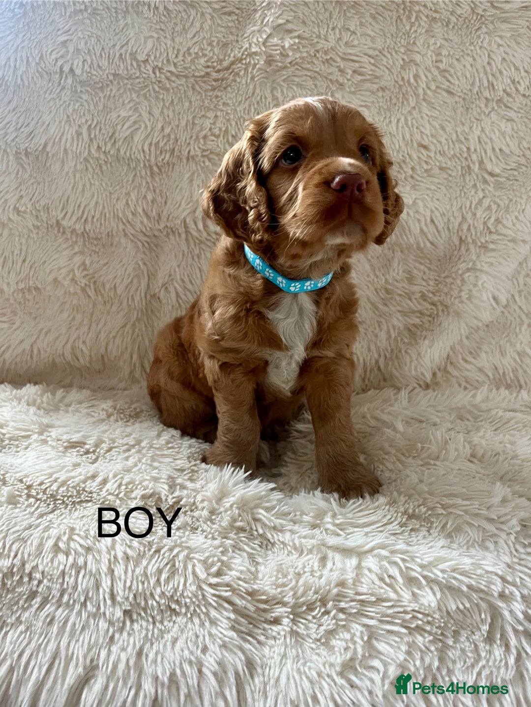 Cocker Spaniel dogs for sale: KC REG Outstanding pedigree Working Cocker Spaniel - Image 4