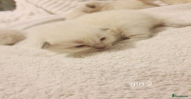 Ragdoll cats - Advert 3