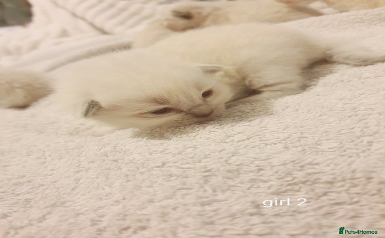 Ragdoll cats - Advert 2