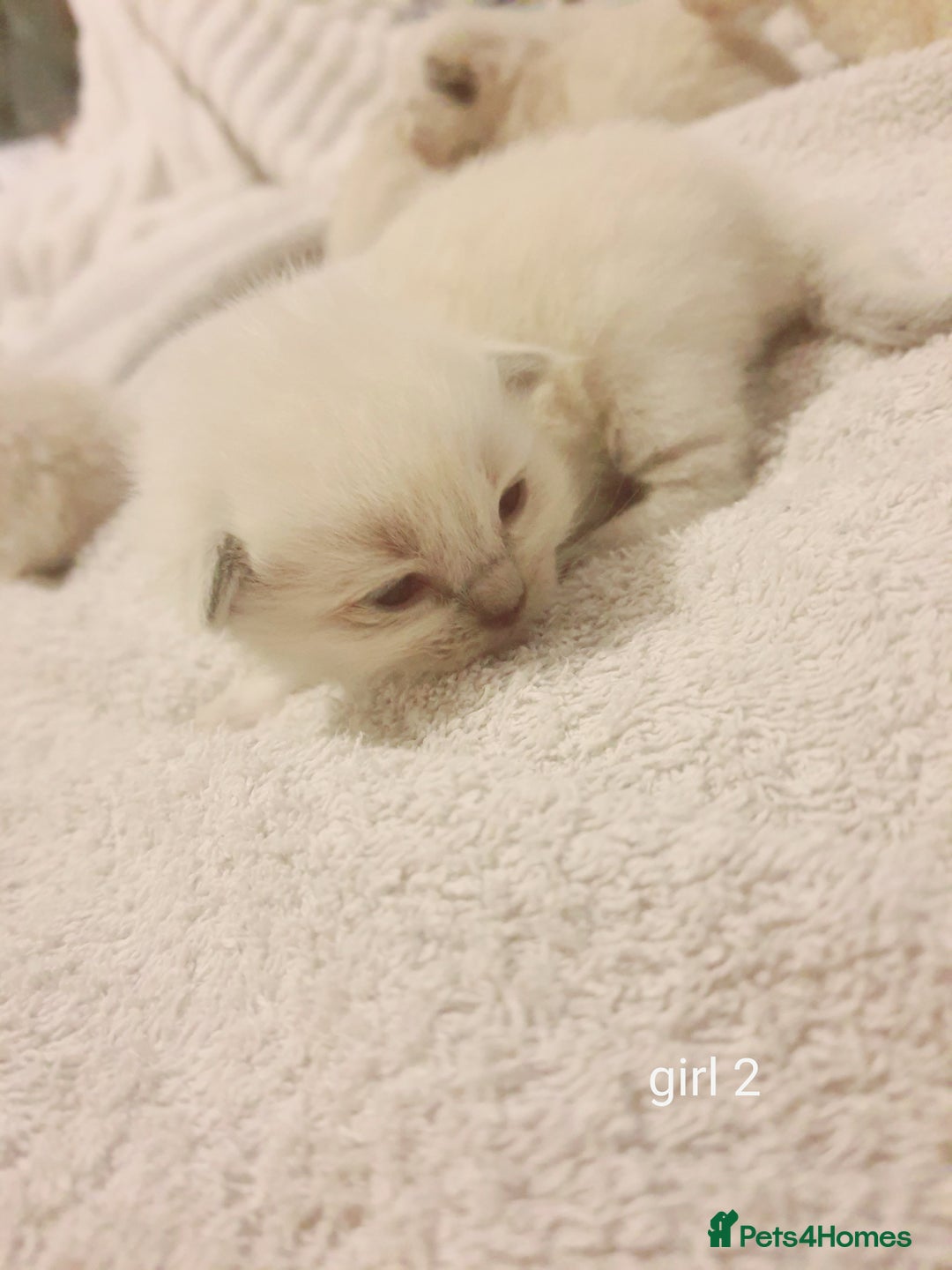 Ragdoll cats for sale: Ragdoll kittens - Image 1