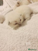 Ragdoll cats - Advert 13