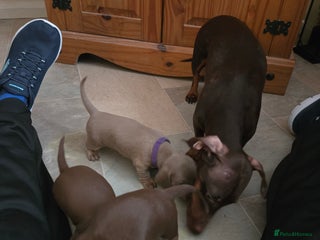Dachshund dogs Miniature Dachshand girls for sale - Advert 6