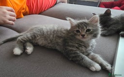 Mixed Breed cats for sale: 5 3/4 persian kittens ready now - Image 12