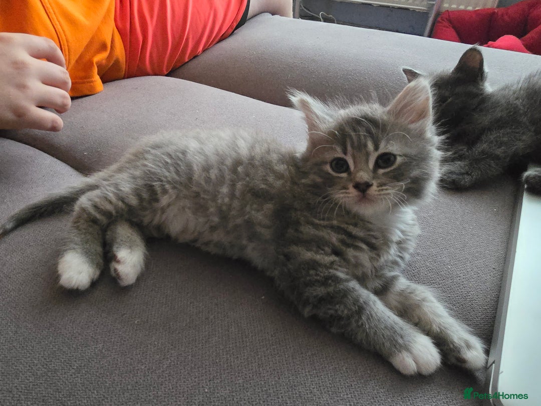Mixed Breed cats for sale: 5 3/4 persian kittens ready now - Image 12