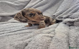 Miniature Dachshund dogs for sale: Kc dachshund babies ready next week - Image 9