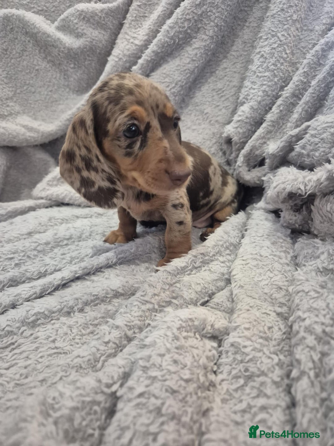 Miniature Dachshund dogs for sale: Kc dachshund babies ready next week - Image 9
