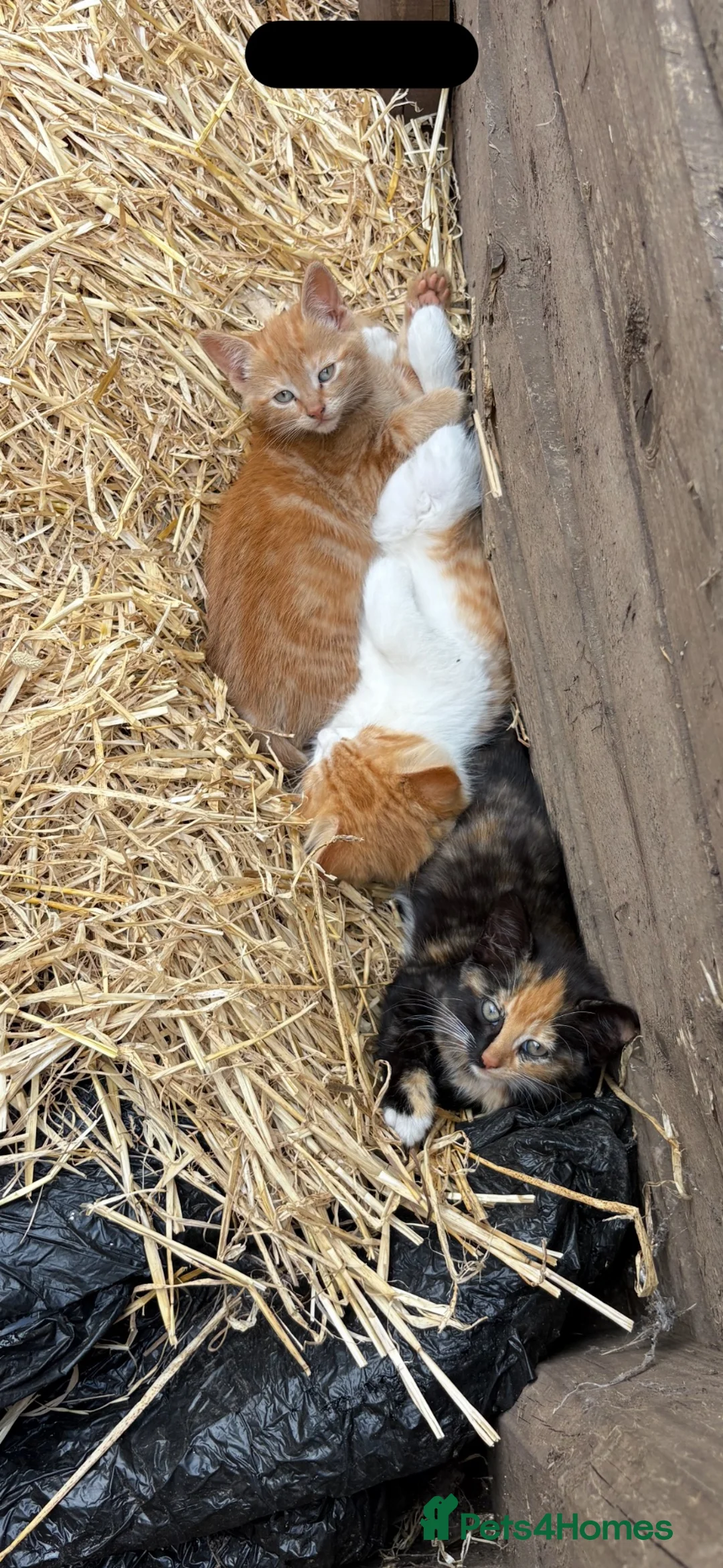 Mixed Breed cats for sale: Farm kittens looking for homes  - Advert 1