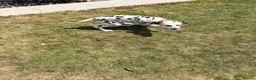 Dalmatian dogs for sale: Dalmatian Puppy For Sale - Advert 4
