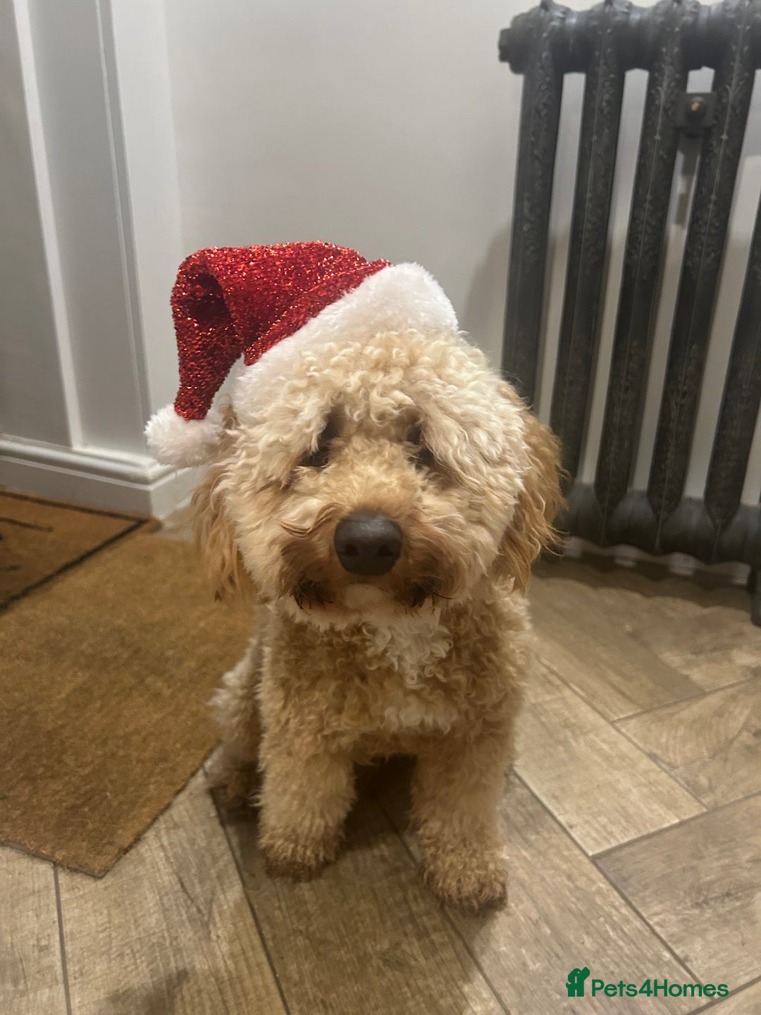 Miniature Poodle dogs for stud: miniature poodle  - Advert 3