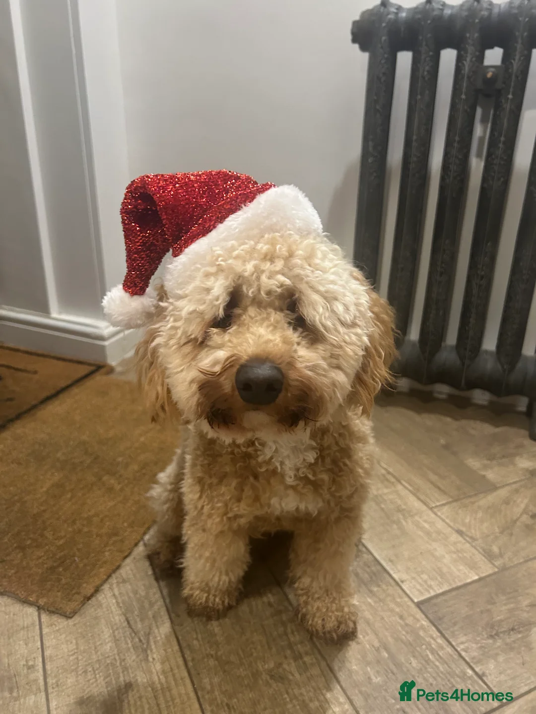 Miniature Poodle dogs for stud: miniature poodle  - Advert 3