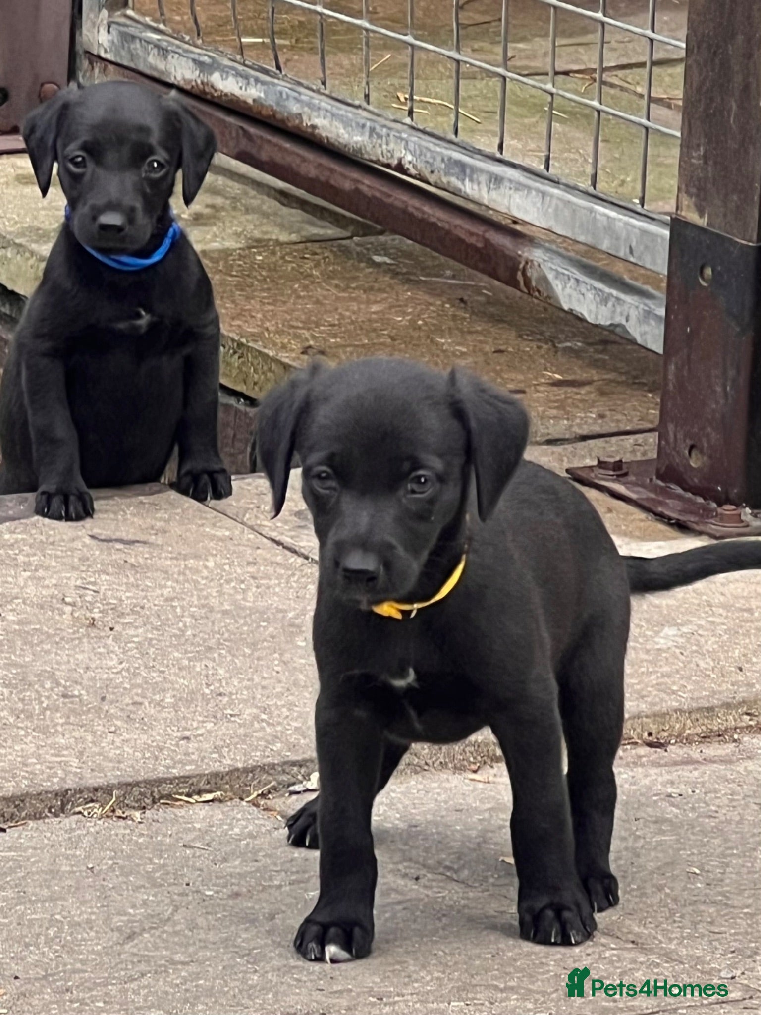 Mixed Breed dogs Beautiful F1 Bedlington Whippet  - Advert 1
