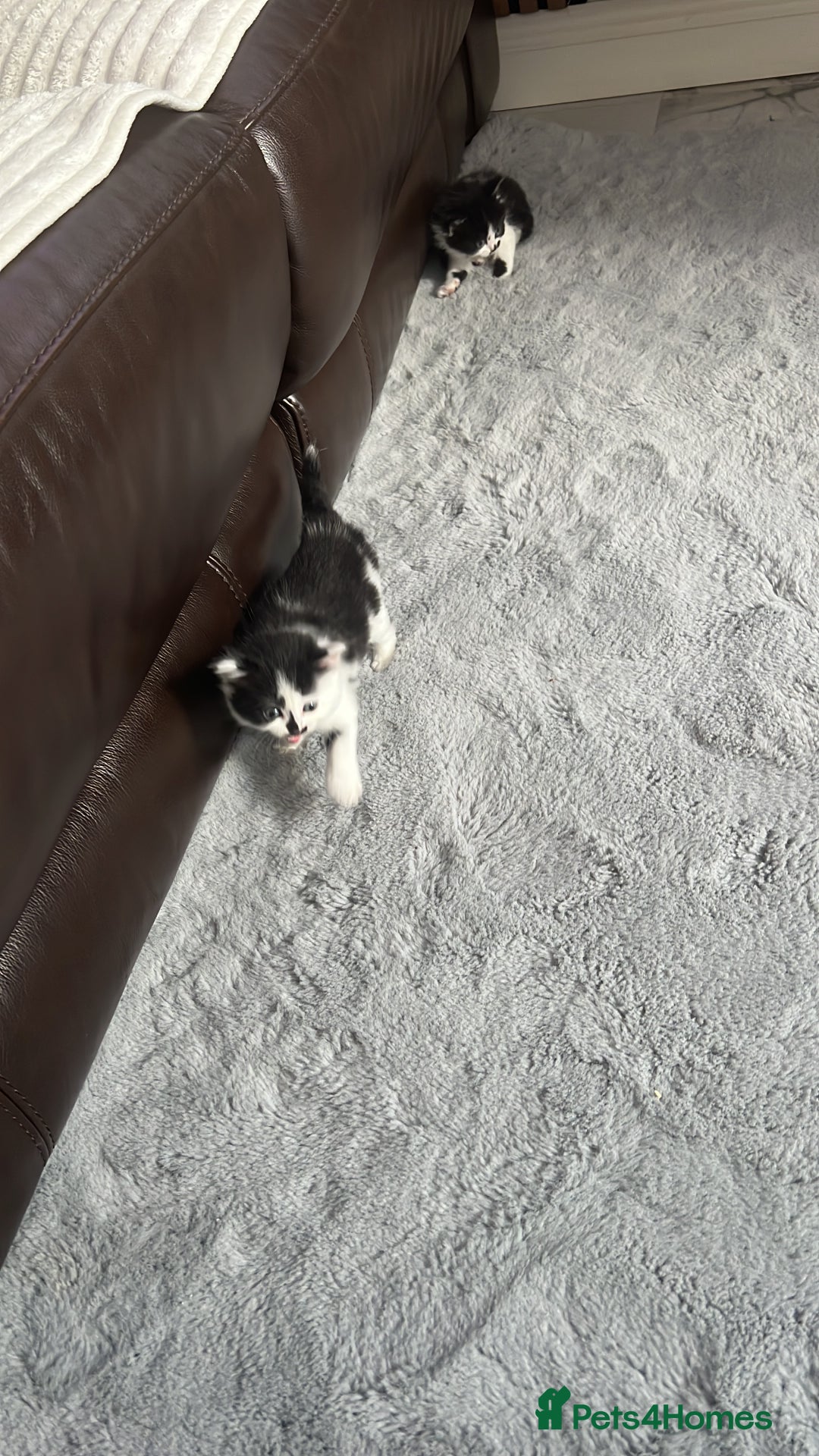 British Shorthair cats for sale: British shorthair/ tuexedo kittens  - Image 15