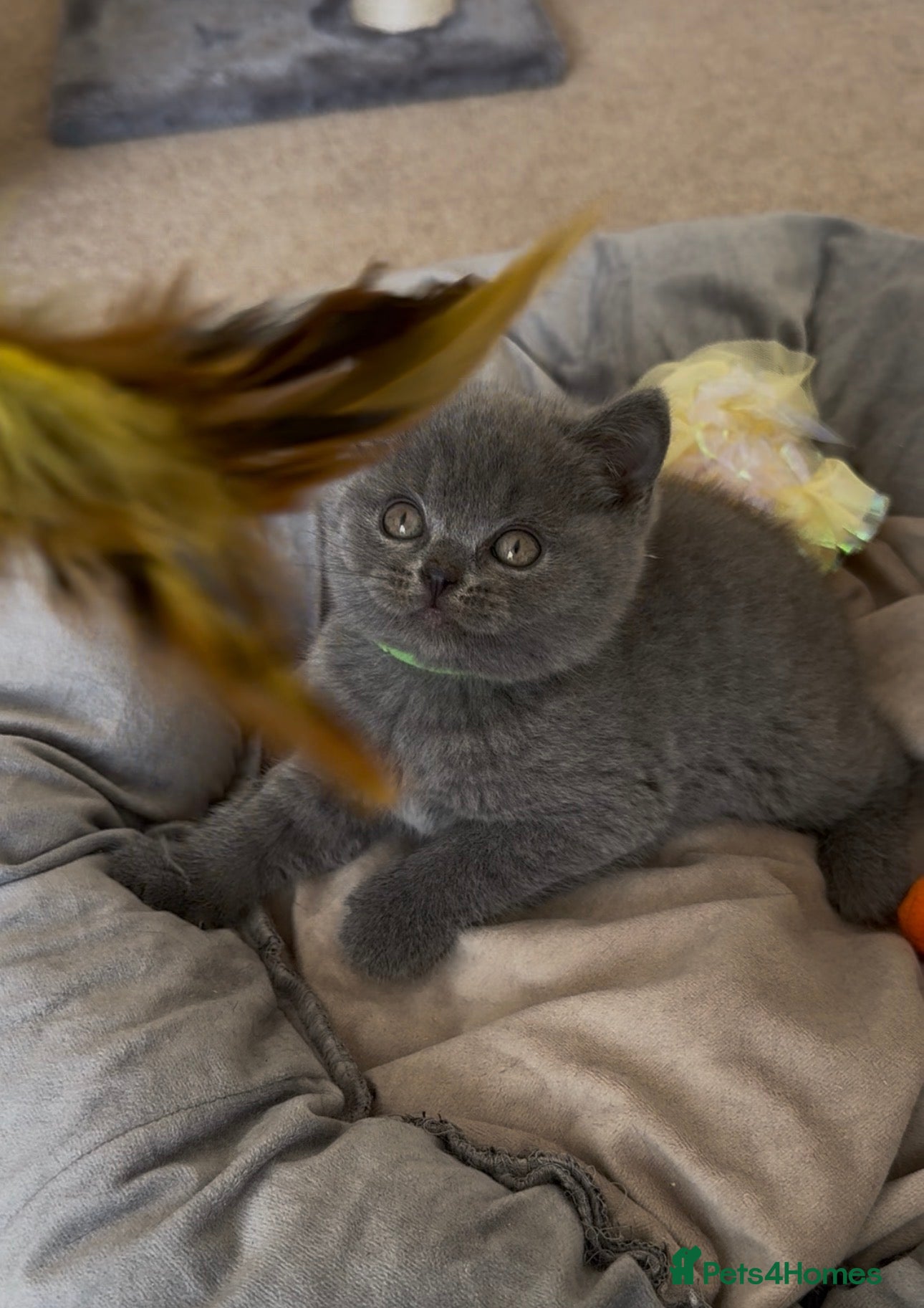 British Shorthair cats Gccf Fluffy and healthy British shorthair kittens - Advert 9