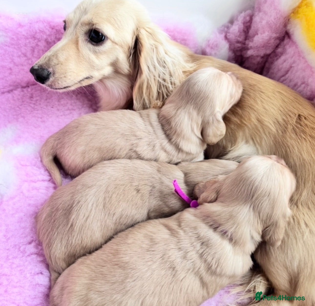 Miniature Dachshund dogs Stunning Cream Miniature Dachshund Girls  - Advert 18