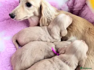 Miniature Dachshund dogs Dna colour tested true cream pups - Advert 1