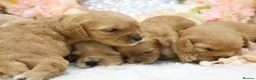 Cavapoo dogs for sale: *Health tested* F1 Cavapoos in Wisbech - Advert 3
