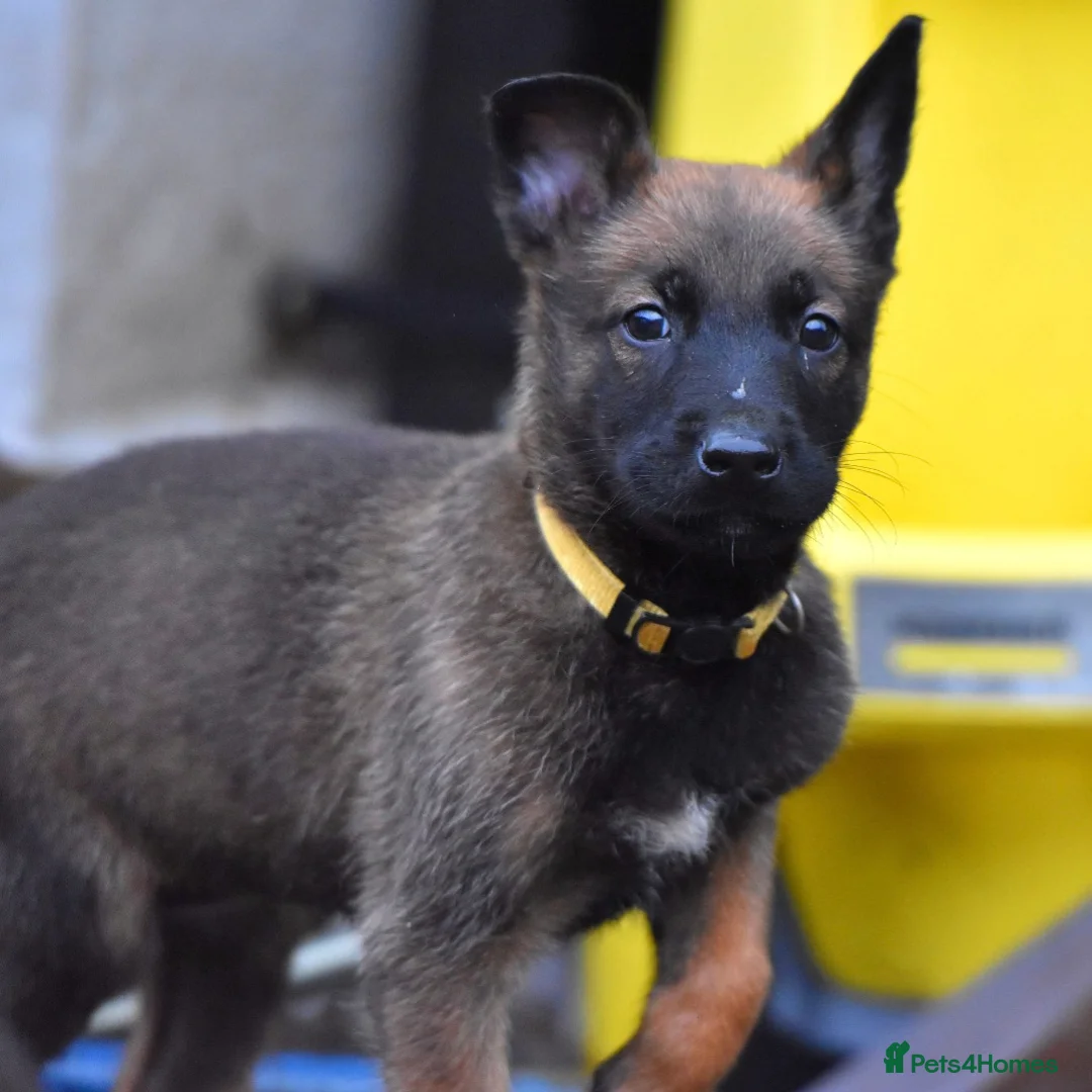 Belgian Shepherd Dog dogs for sale: Exclusive bloodlines  - Advert 7