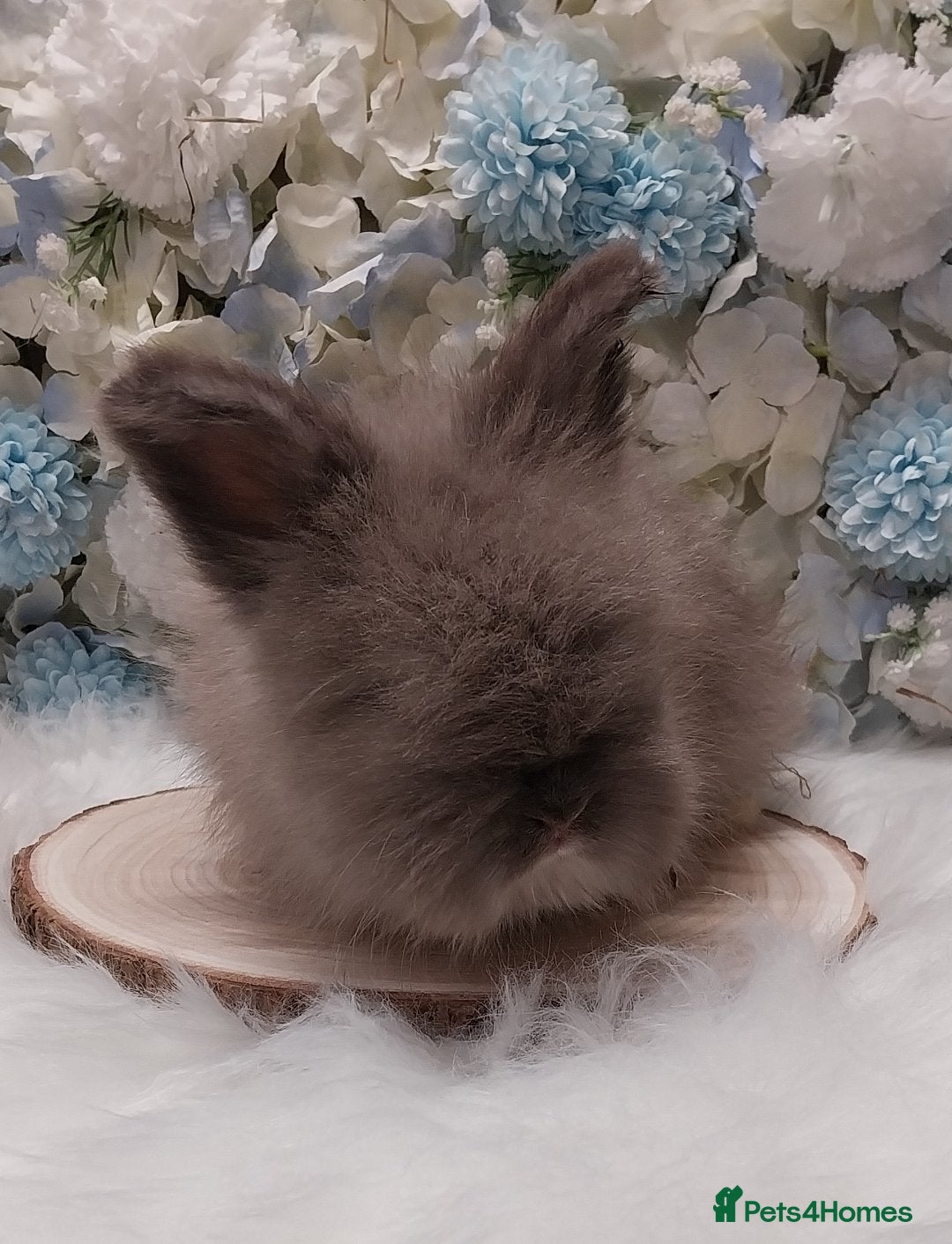 Angora rabbits 2 Beautiful Full faced Angoras Boys  - Advert 1