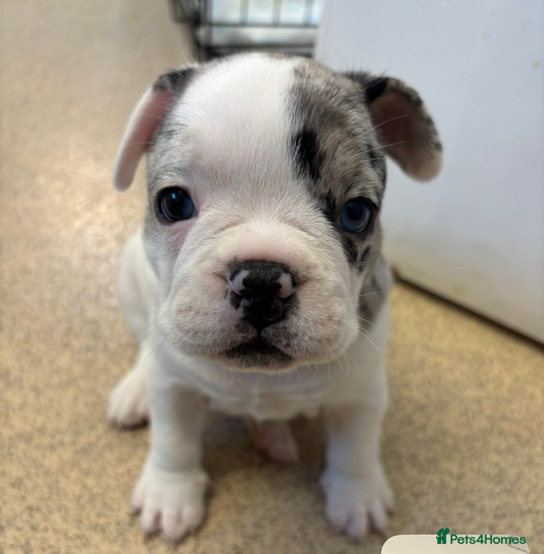 French Bulldog dogs for sale: Last in the litter looking for his new home  - Advert 13
