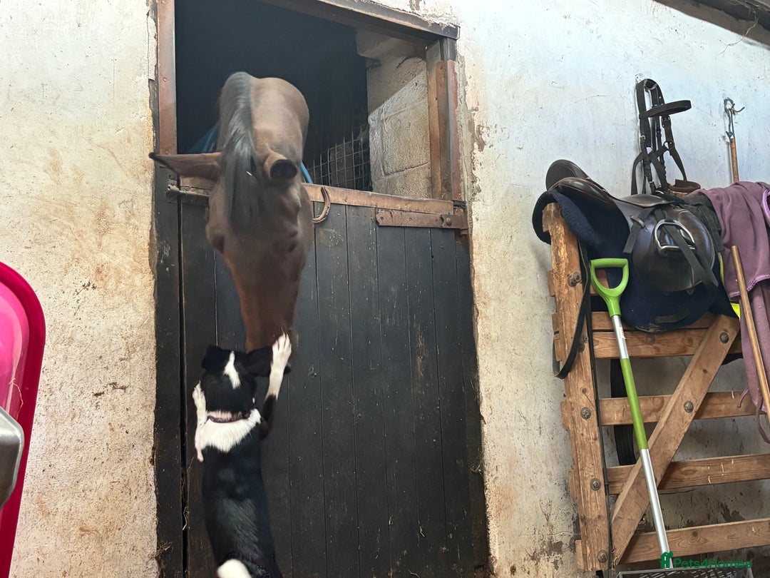 Mixed Breed dogs for sale: Poppy  - Advert 10