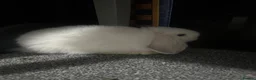 Mini Lop rabbits for sale: white mini lop in Peterborough - Advert 2