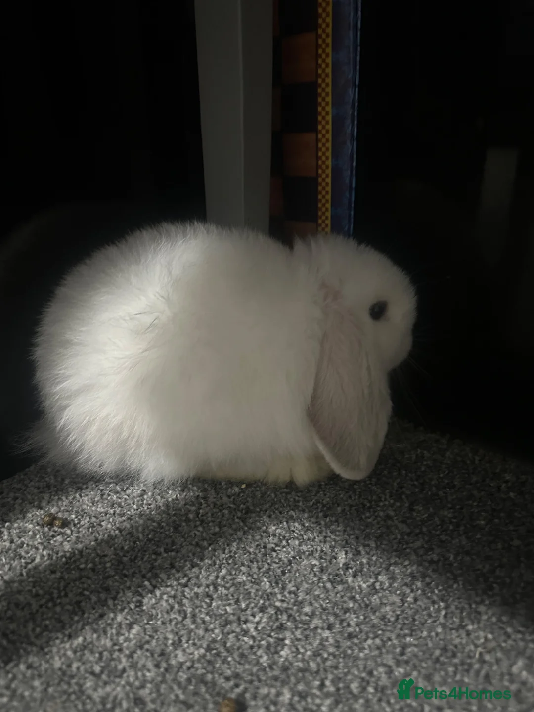 Mini Lop rabbits for sale: white mini lop in Peterborough - Advert 2