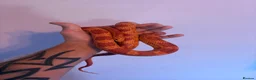 Corn Snake reptiles for sale: Male Corn Snake - Advert 1