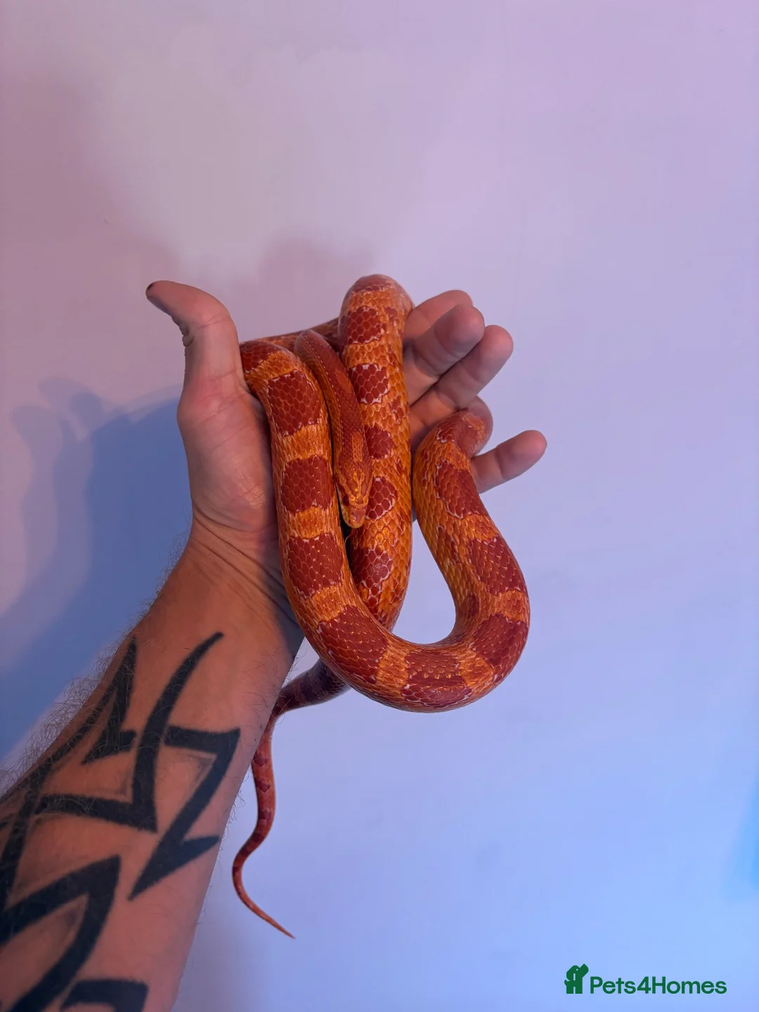 Corn Snake reptiles for sale: Male Corn Snake - Advert 1