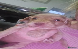 Cockapoo dogs for sale: Beautiful cockerpoos  - Image 9