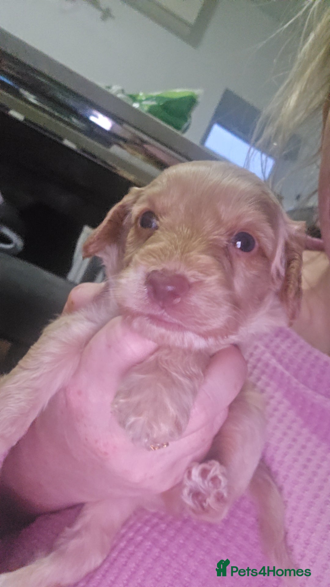 Cockapoo dogs for sale: Beautiful cockerpoos  - Image 9